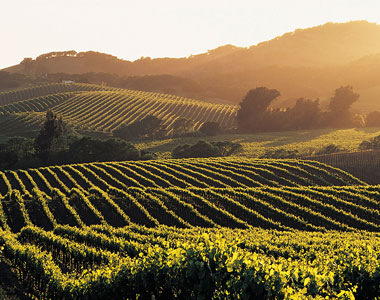 See wine country on a bike!